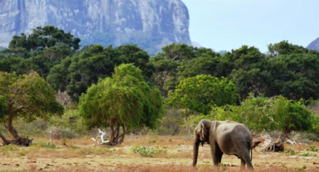 Yala Welcomes Tourists Again: Zones 1, 2 Reopen